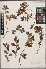 Salix aurita L. x Salix starkeana Willd.